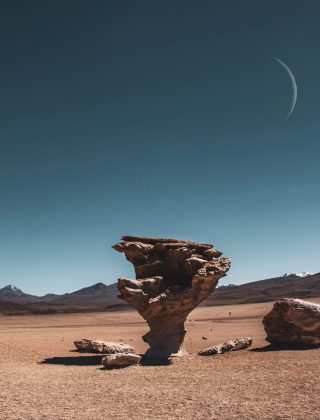 arbol-de-piedra
